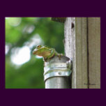 Green Tree Frog in Pipe posters