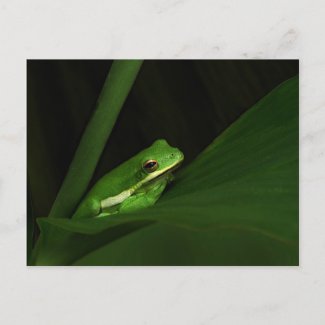 Green Tree Frog on Leaf Post Card postcard