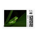 Green Tree Frog Postage Stamp