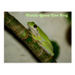 Green Tree Frog Postcard