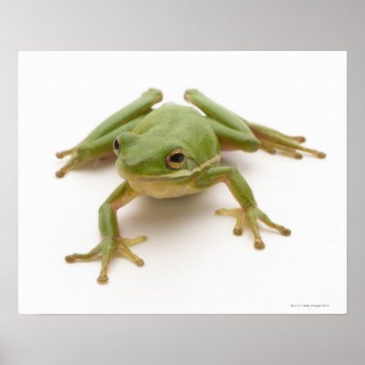 louisiana state frog
