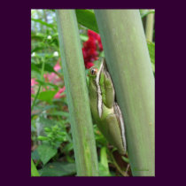 Green Tree Frog Poster posters by naturegirl7 Green Tree Frog Poster posters