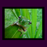 Green Tree Frog Posters & Prints