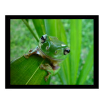 Green Tree Frog Posters & Prints