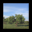 Green Tree magnets by Jrtmedia Green Tree magnets
