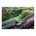 Green Tree Monitor - Varanus prasinus poster