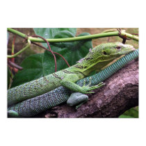 Green Tree Monitor - Varanus prasinus posters