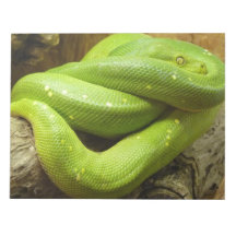 Green Tree Python Memo Notepad