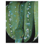 Green tree python, New Guinea flyers