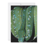 Green tree python, New Guinea Custom Announcement