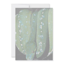 Green tree python, New Guinea Invite