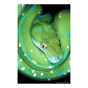 Green Tree Python posters