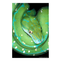 Green Tree Python posters by junglewalkcom Green Tree Python posters