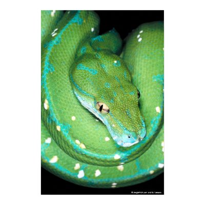 Green Tree Python Print by junglewalkcom