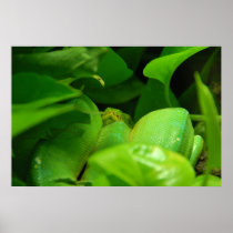 green tree python poster