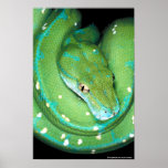 Green Tree Python Print