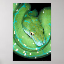 Green Tree Python Print