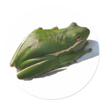 Green Treefrog, Hyla cinera stickers