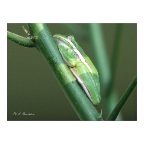 Green Treefrog print