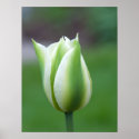 Green Tulip by annmackiemiller