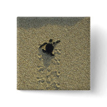 Green Turtle, (Chelonia mydas), hatchling