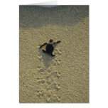 Green Turtle, (Chelonia mydas), hatchling Cards