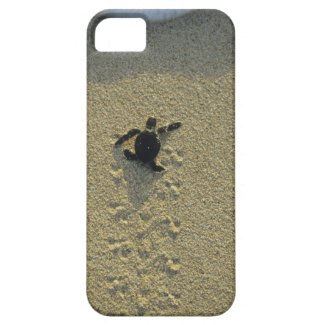Green Turtle, (Chelonia mydas), hatchling iPhone 5 Covers
