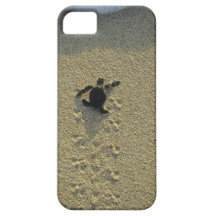 Green Turtle, (Chelonia mydas), hatchling iPhone 5 Covers