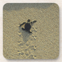 Green Turtle, (Chelonia mydas), hatchling Drink Coasters