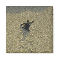 Green Turtle, (Chelonia mydas), hatchling