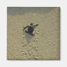 Green Turtle, (Chelonia mydas), hatchling Magnets
