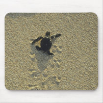 Green Turtle, (Chelonia mydas), hatchling