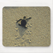 Green Turtle, (Chelonia mydas), hatchling Mousepads