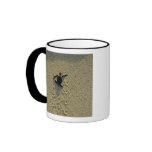 Green Turtle, (Chelonia mydas), hatchling Coffee Mugs