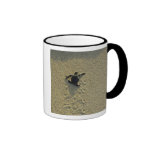 Green Turtle, (Chelonia mydas), hatchling Coffee Mugs