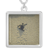 Green Turtle, (Chelonia mydas), hatchling Necklaces
