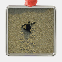 Green Turtle, (Chelonia mydas), hatchling Christmas Tree Ornament