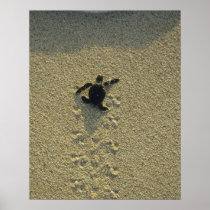 Green Turtle, (Chelonia mydas), hatchling