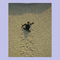Green Turtle, (Chelonia mydas), hatchling posters