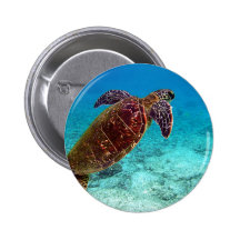 Green Turtle Chelonia Mydas is going for the air Button