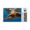 Green turtle postage by chadam Green turtle postage