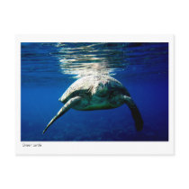 Green turtle postcard - 02