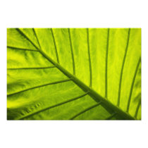 Green veined leaves of tropical foliage in