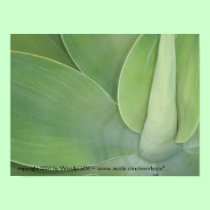 Green Velvet posters
