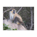 Green Vervet Monkey Nevis, West Indies postcard