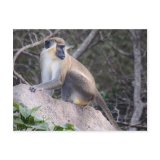 Green Vervet Monkey Nevis, West Indies postcard