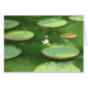 Green water lily cards by PhotoDigital Green water lily cards