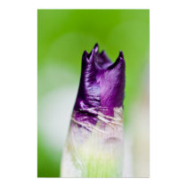 green welcomes purple print
