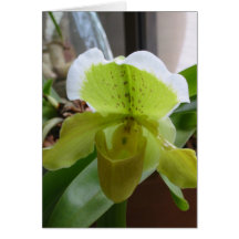 Green & White Orchid Greeting Card