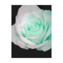 Green & White Rose... postcards by AngelasFocusedOnYou Green & White Rose... postcards